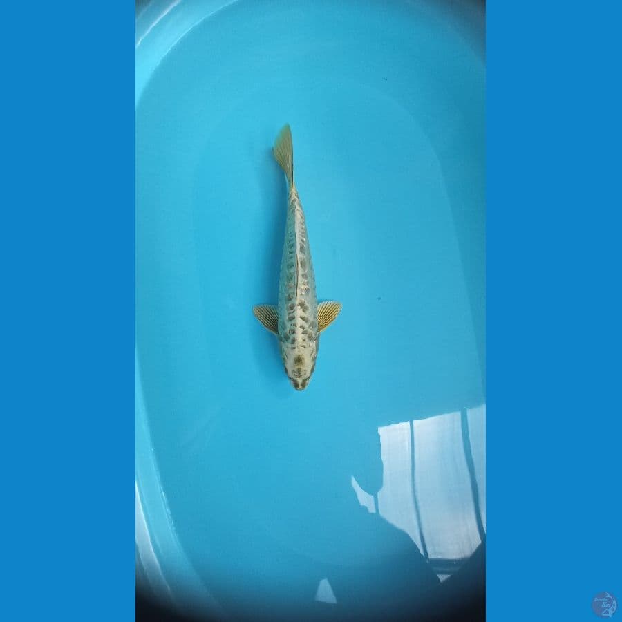 Mukasi aragoke female 32cm
