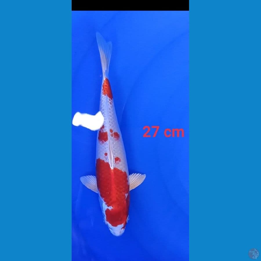 Kojaku 27 cm
