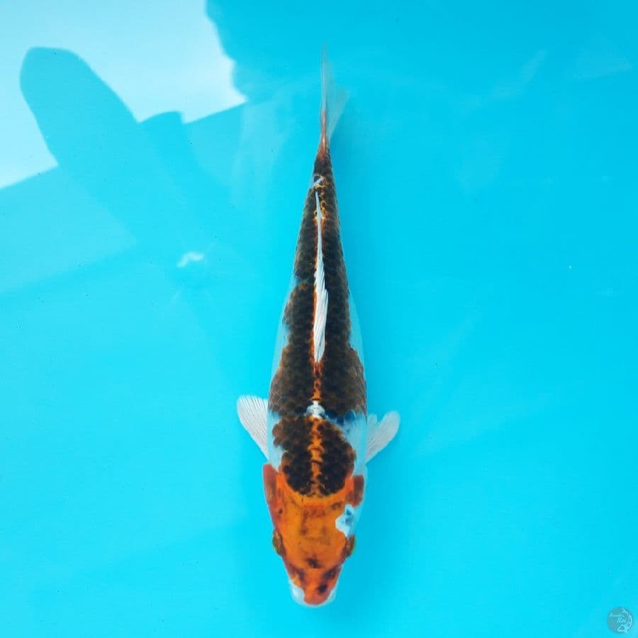 Kujaku 23cm