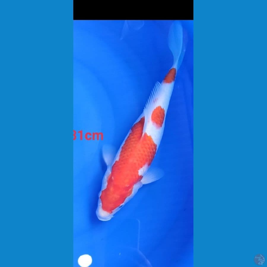 kohakhu 31 cm