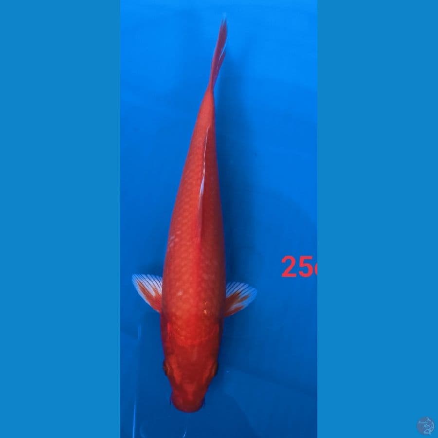 antik polll 25cm
