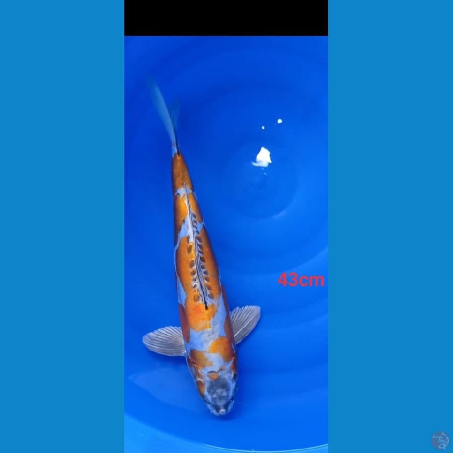 kikuryu 44cm