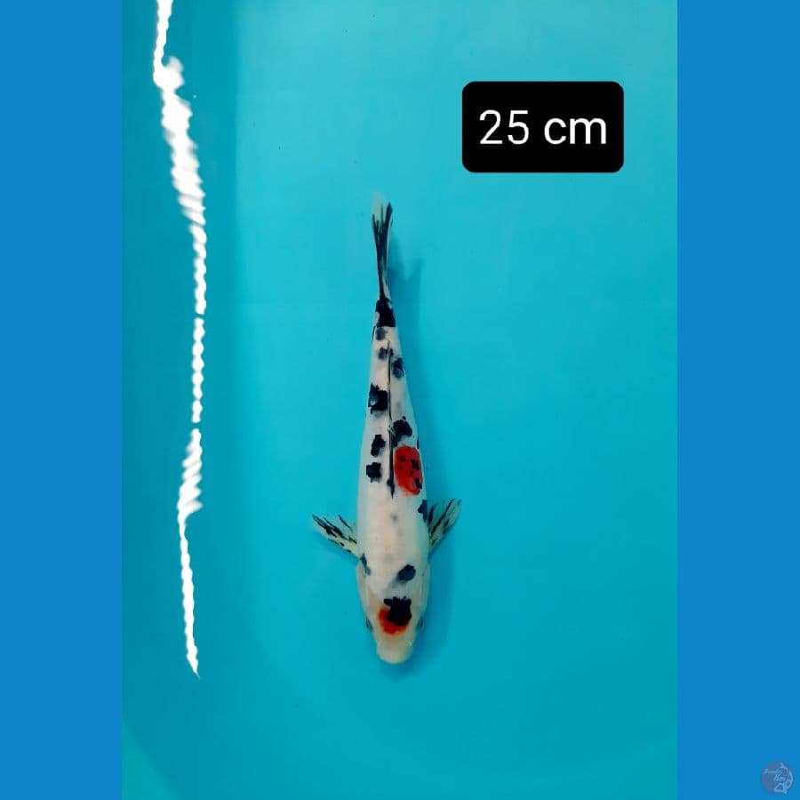 maruten sanke 25 cm