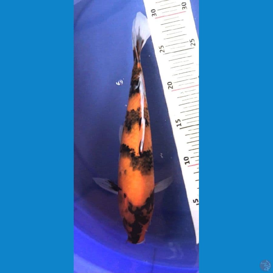 Showa 29cm