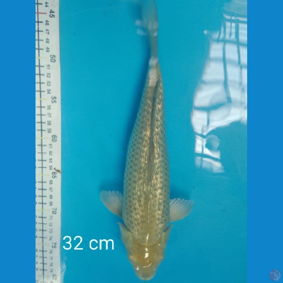 soragoi ginrin 32 cm