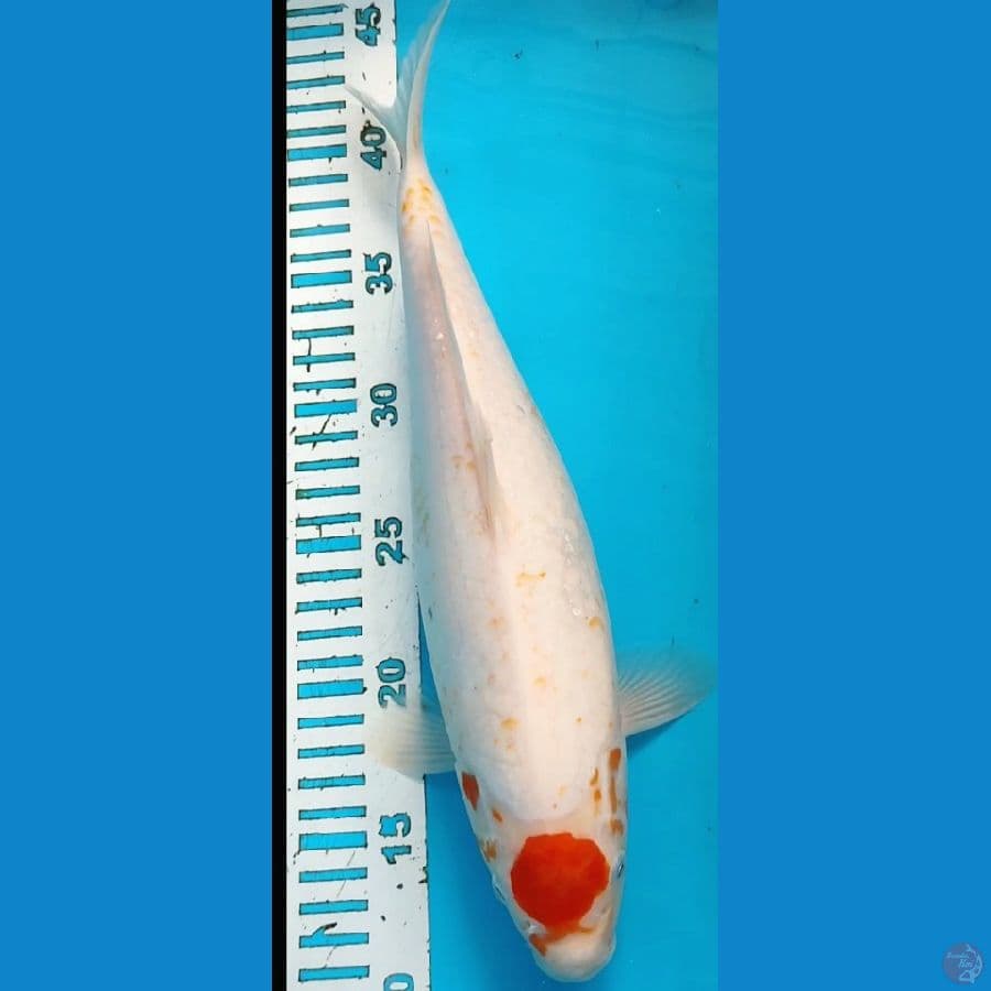 TC kohaku ory 33cm