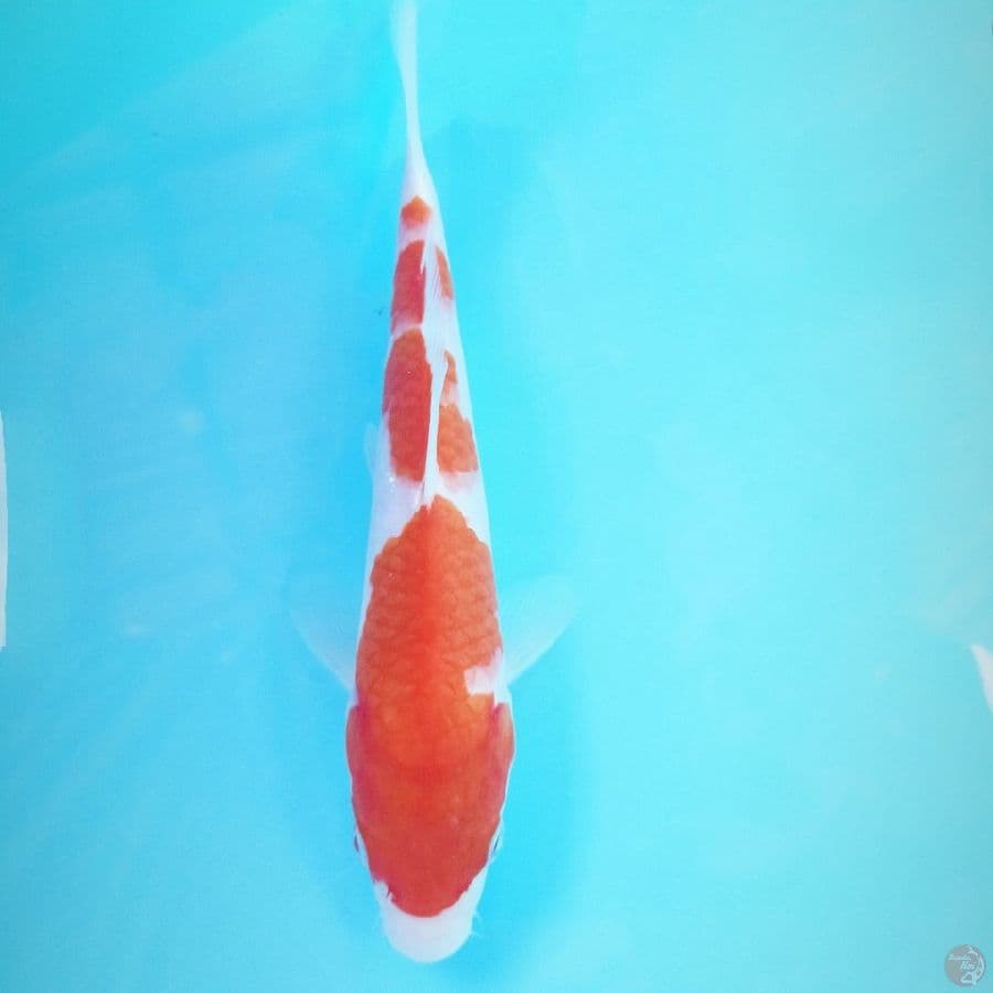 kohaku, 21 cm