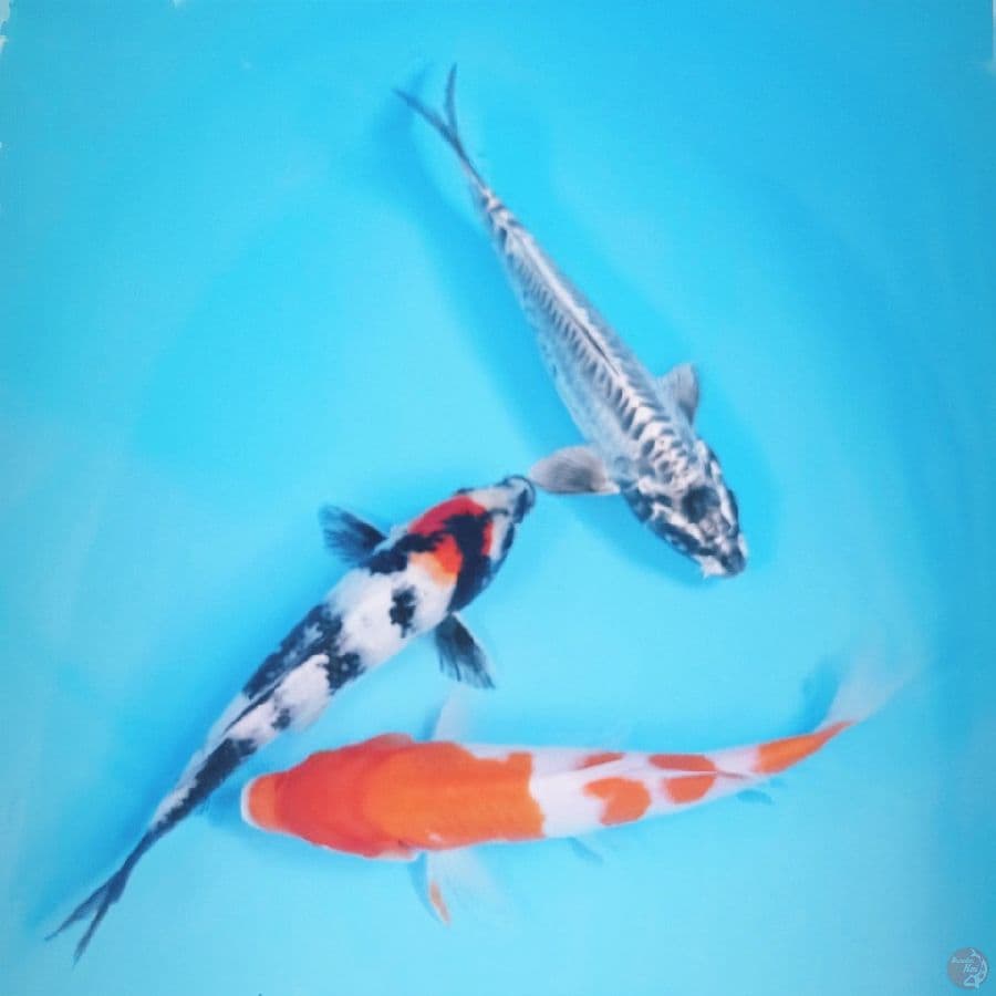 paket mix, 23-25 cm