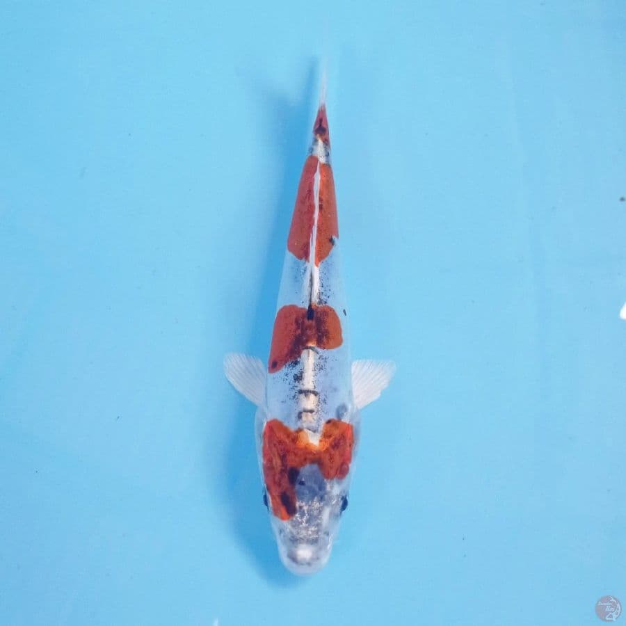 kikokuryu, 20 cm