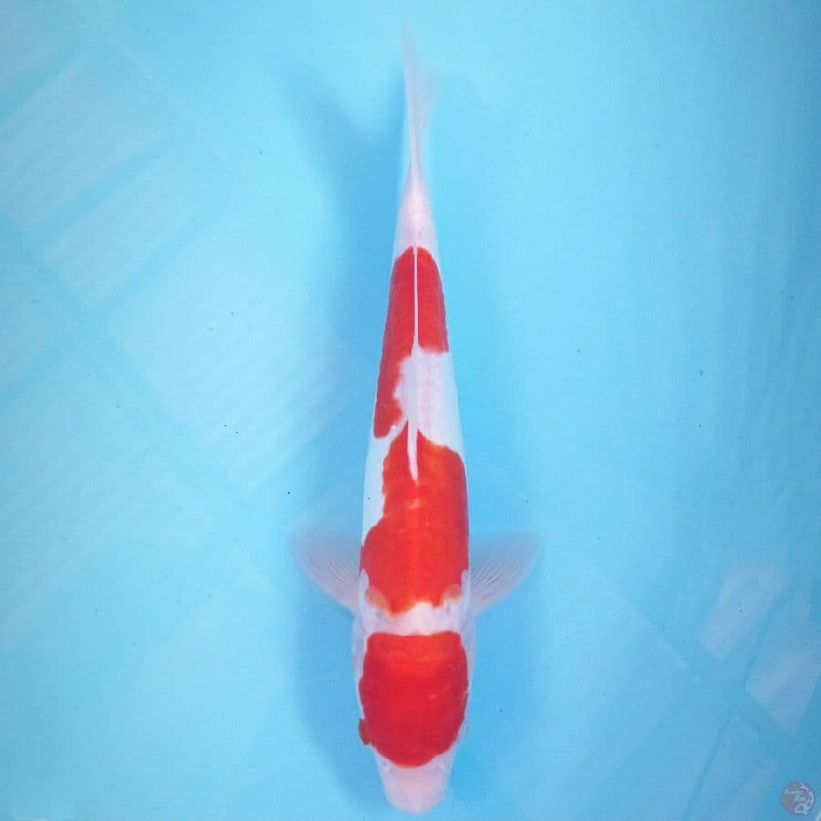 kohaku doitsu, 31 cm