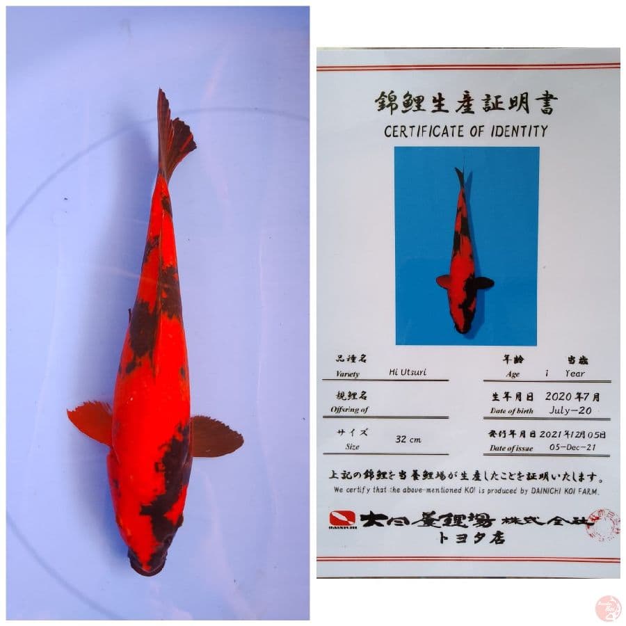 dainichi hi utsuri