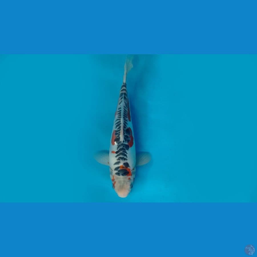 1.SHUSUI 30 CM/ML