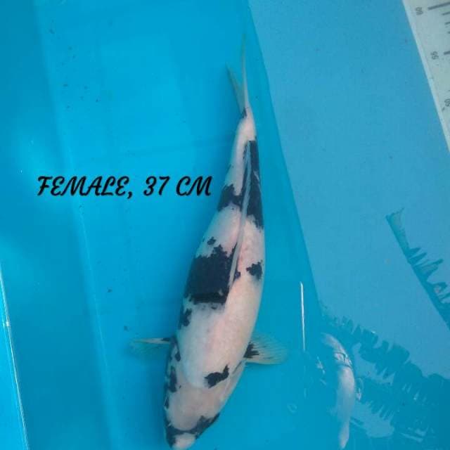 SHIRO, FEMALE 37 CM
