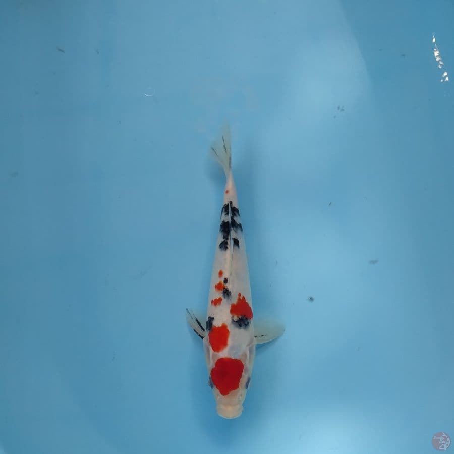 maruten sanke 23cm
