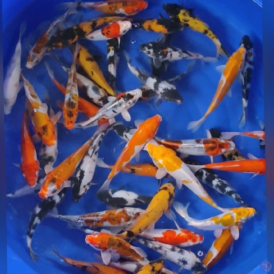 paket mixx 20-25cm 50ekor