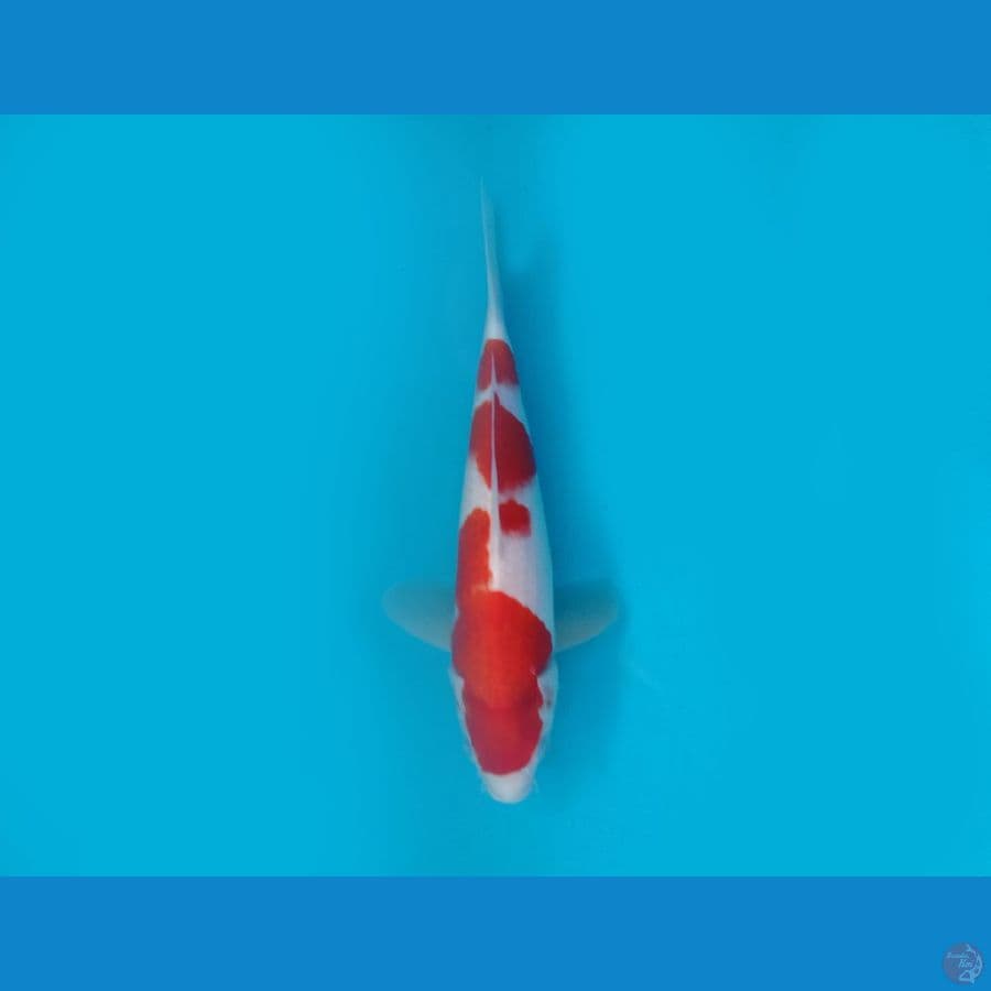 7.KOHAKU 28 CM/FML