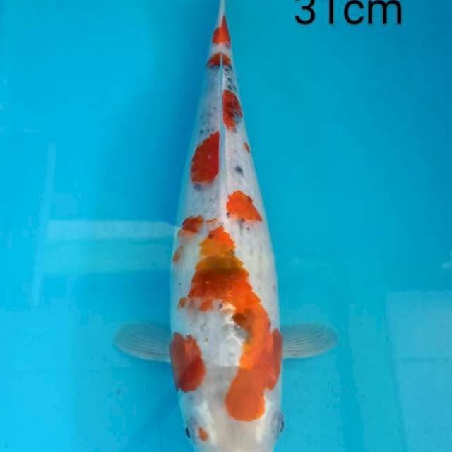 Goshiki Sakura 31cm