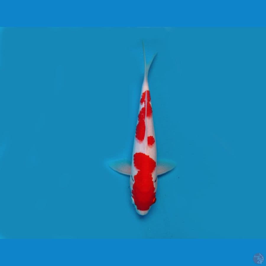 11.KOHAKU 28 CM/ML