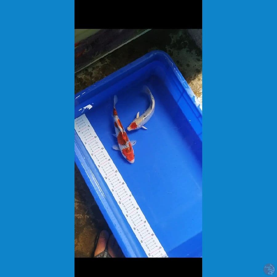 goshiki &kujaku doit 26.22 cm