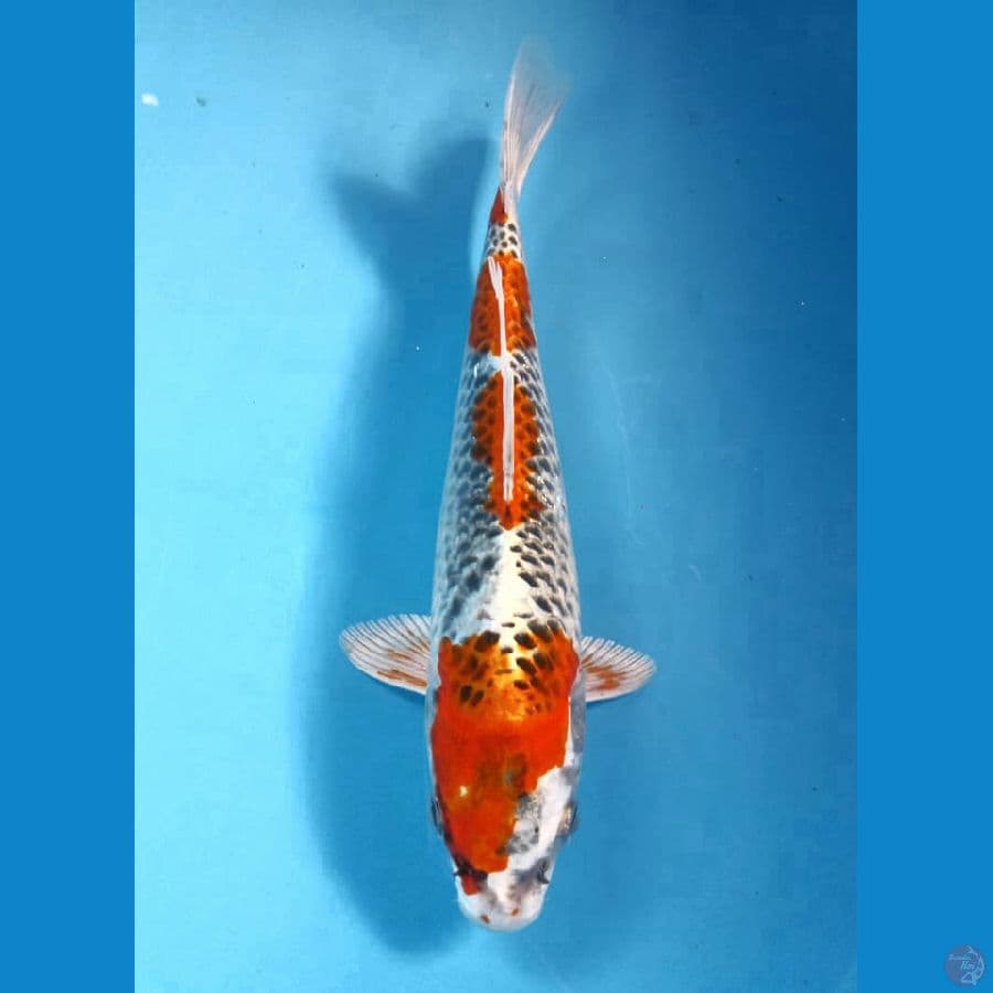 kujaku 26cm