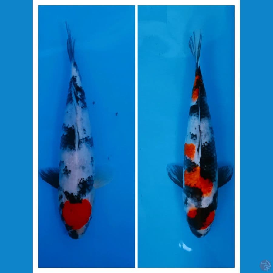 tc.showa & showa maruten . all34 cm