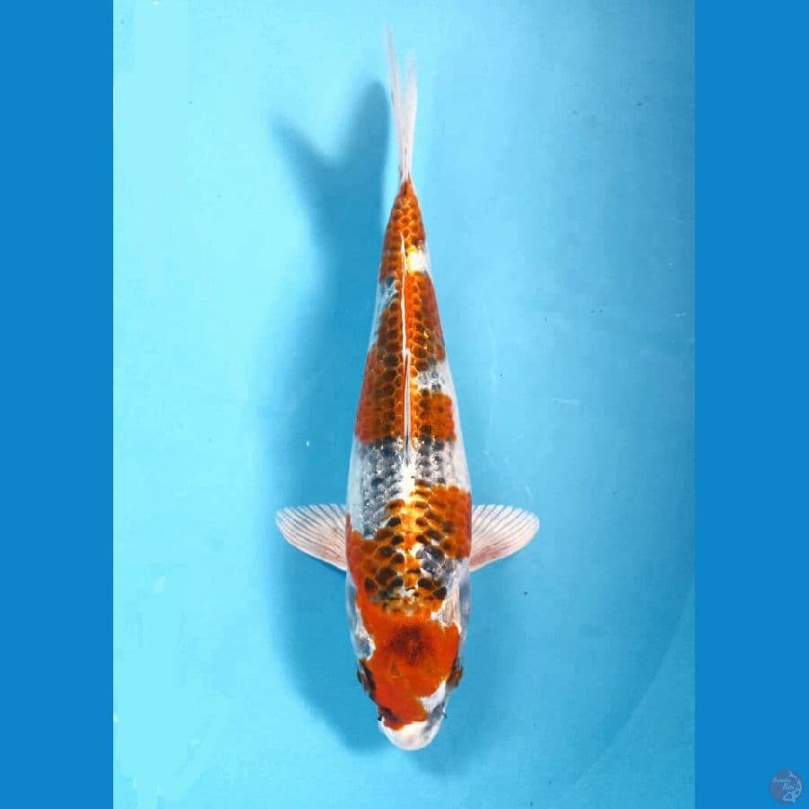 kujaku 27cm