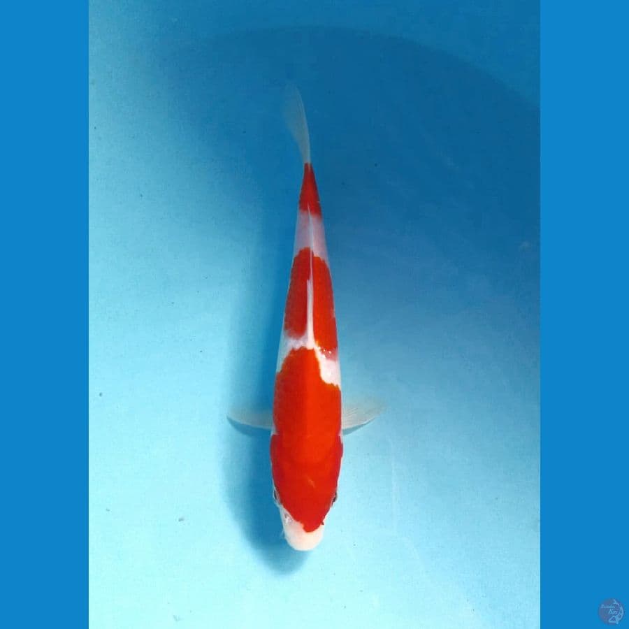 kohaku 20cm