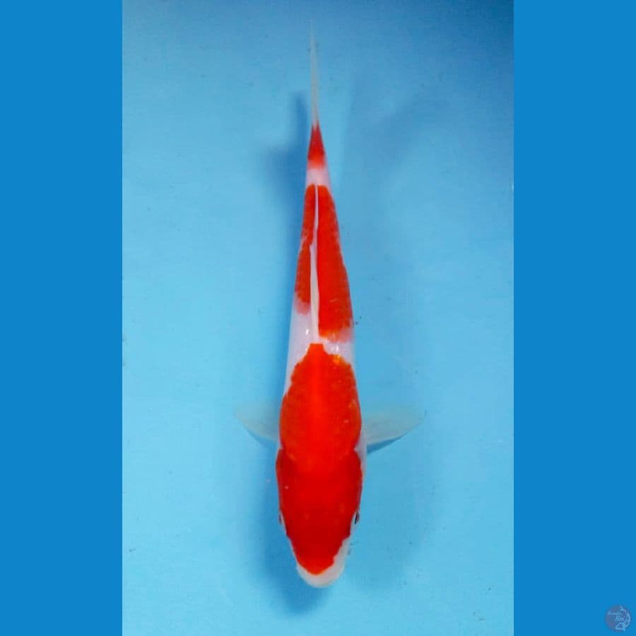 kohaku 22cm