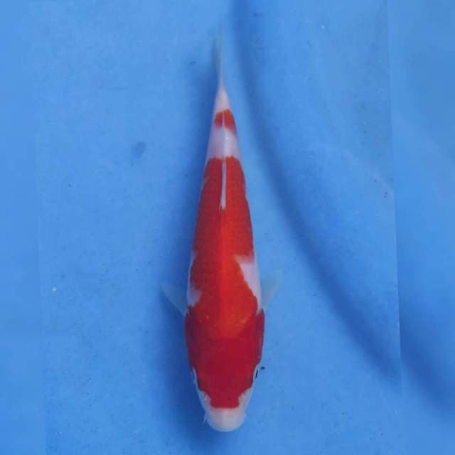 Genjiro Kohaku