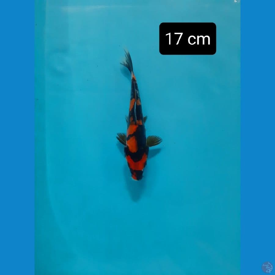 doitsu 17 cm