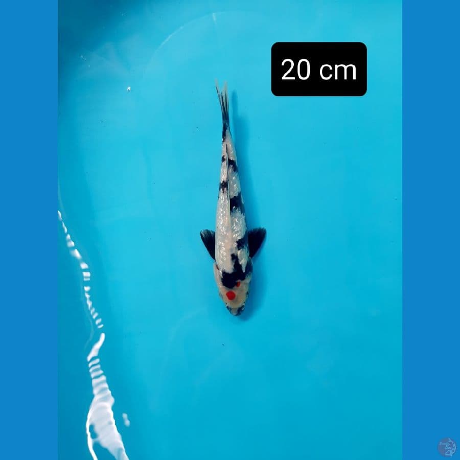 tancho showa ginrin 20 cm