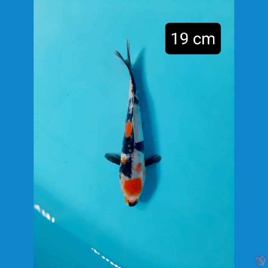 maruten doit 19 cm