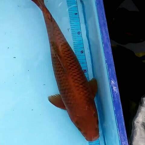 Cagoi Tembaga 42 cm