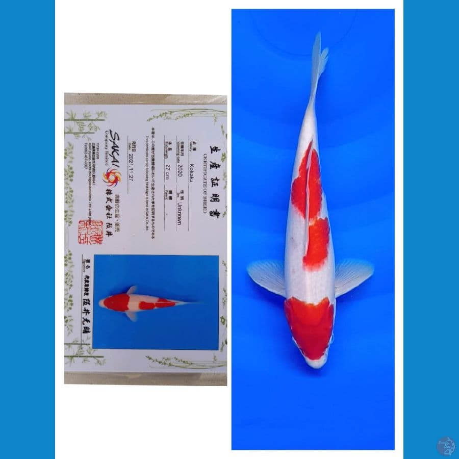Sakai Ltd Kohaku