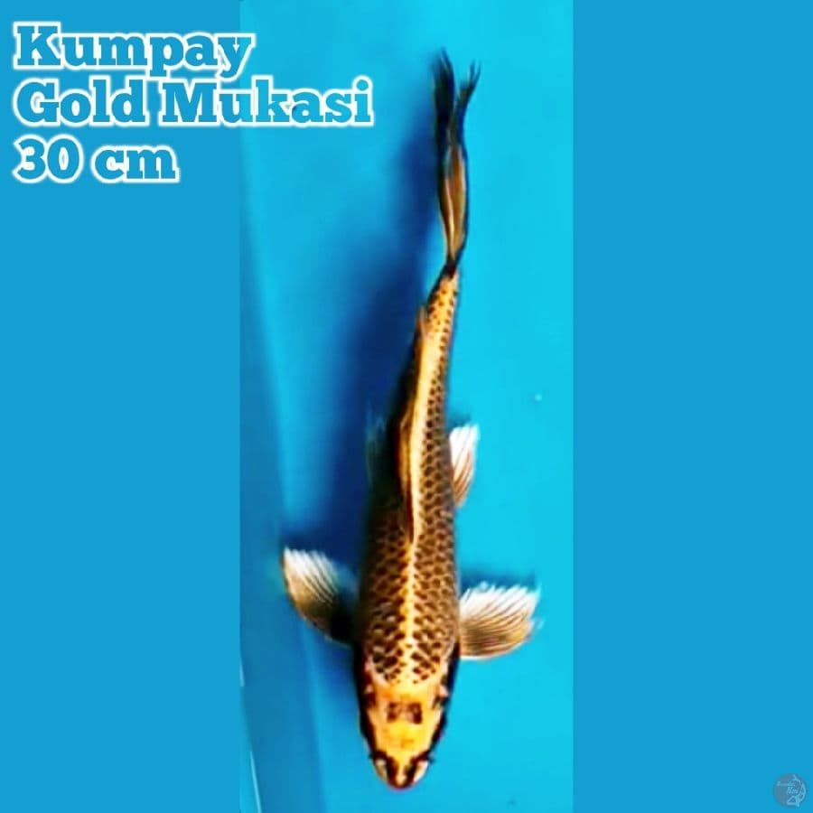 Kumpay Gold Mukasi 30 cm