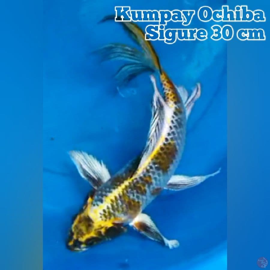 Kumpay Ochiba Sigure 30 cm