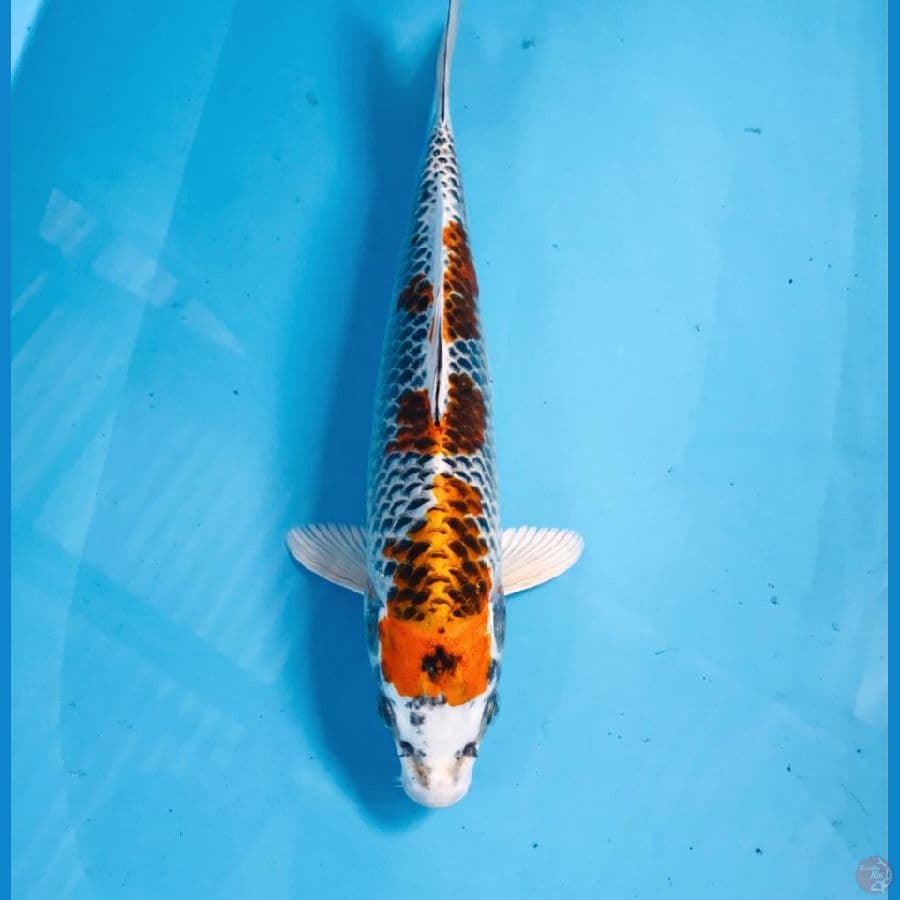 kujaku, 30cm