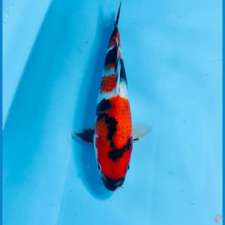 showa, 23cm