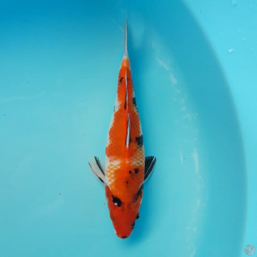 Kanoko Showa 23cm
