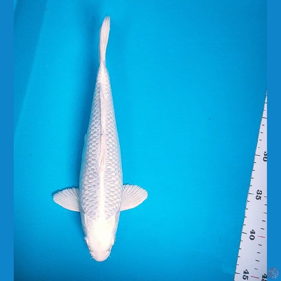 platinum good fukurin 29cm male