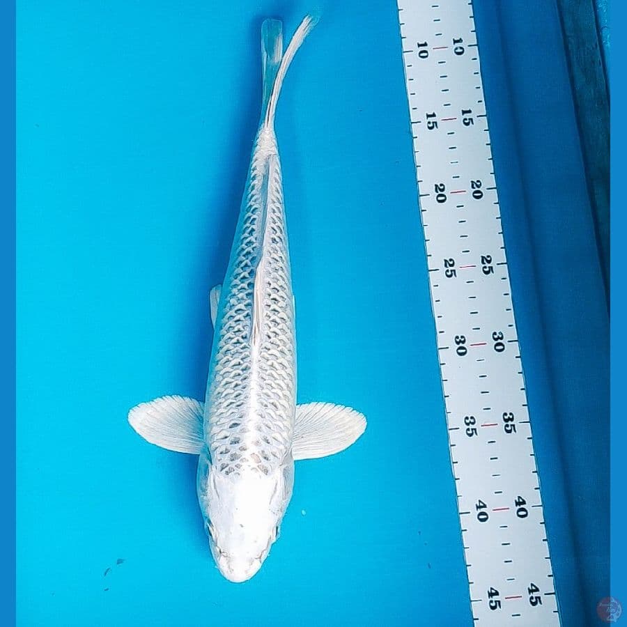 gin matsuba bersih 35cm male