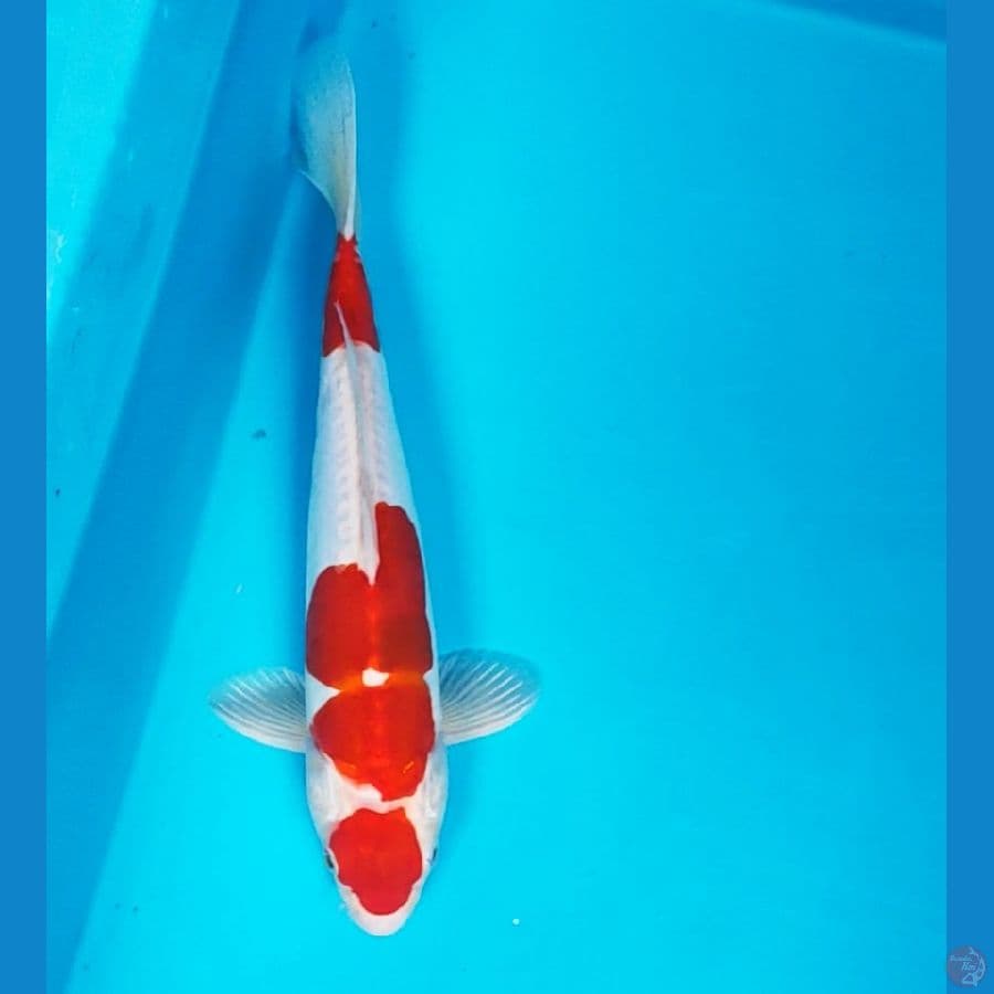 doitsu merah strong 29cm male
