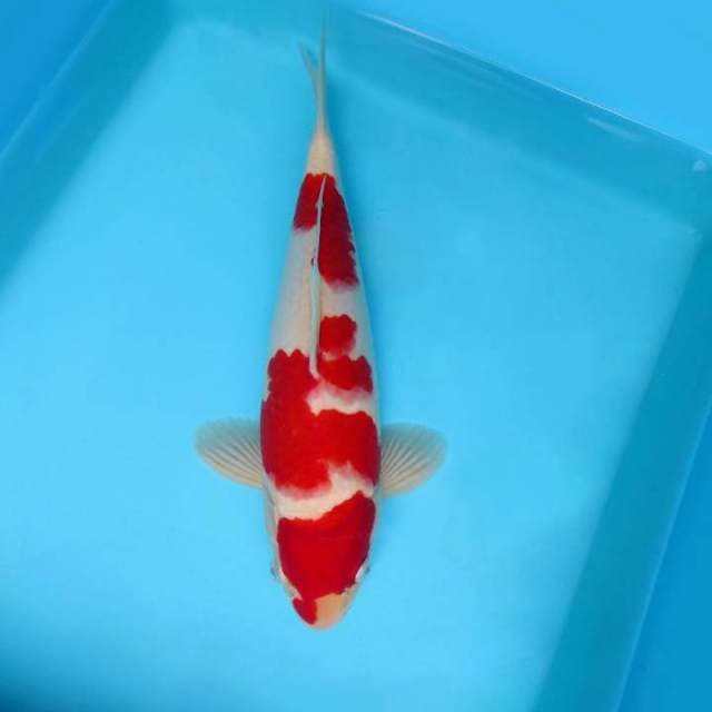 IZUMO BARA ~ KOHAKU,-