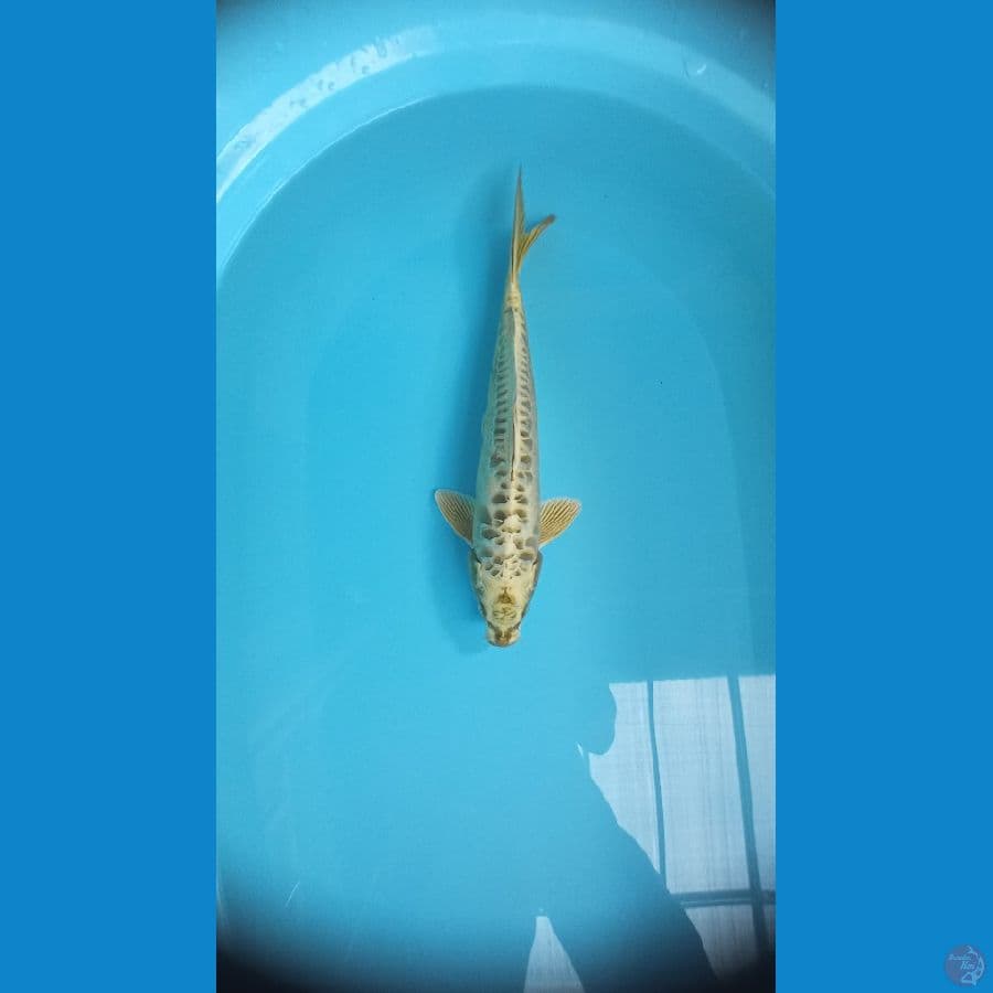 Mukasi aragoke female 34cm
