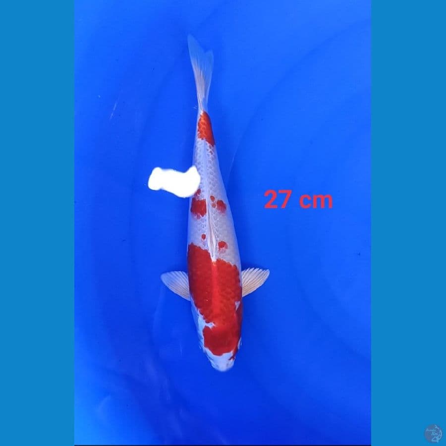 kojaku 27cm skin mantap