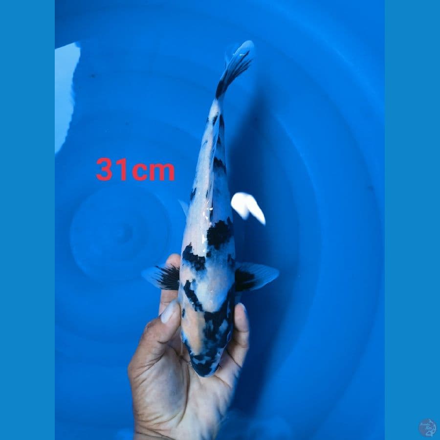 Shiro 31cm