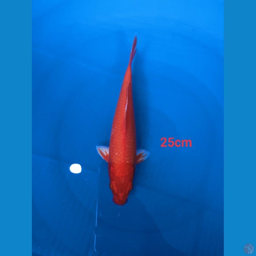 kawari 25 cm