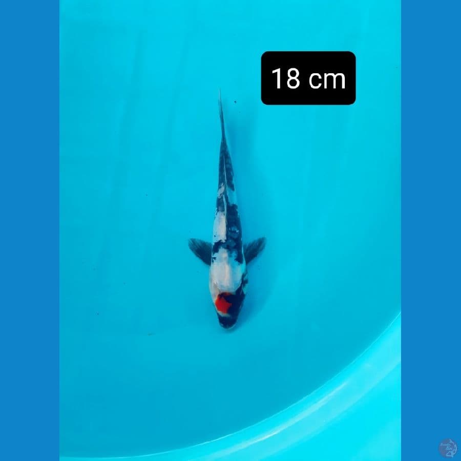 tancho showa doit 18 cm