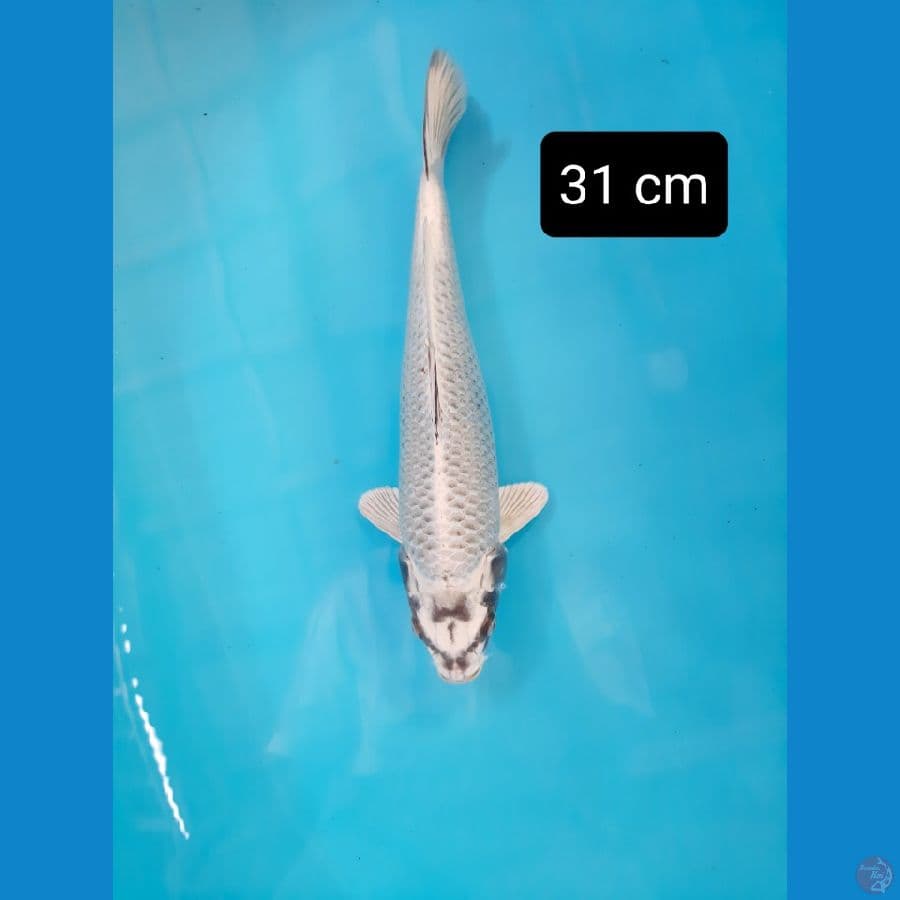 mukasi 31 cm