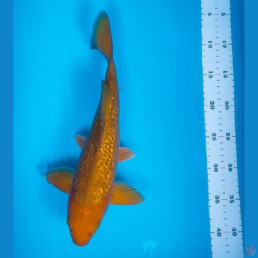 chagoi ginrin 34cm male